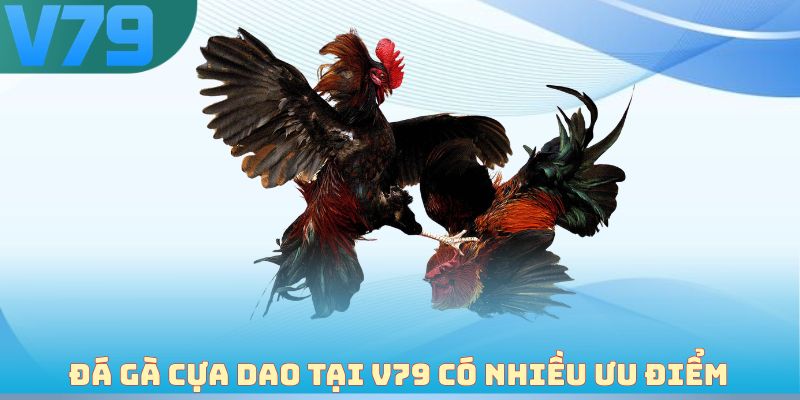 Đá gà cựa dao tại V79 có nhiều ưu điểm