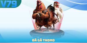Đá gà Thomo
