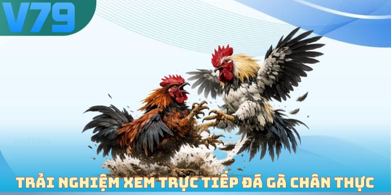 Trải nghiệm xem trực tiếp đá gà chân thực