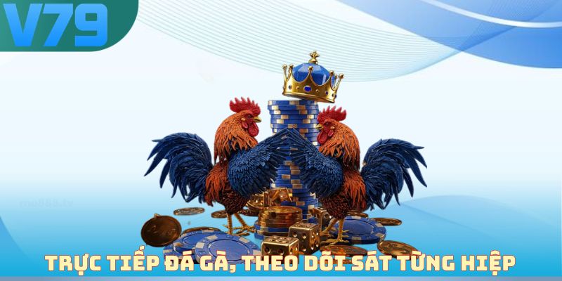 Trực tiếp đá gà, theo dõi sát từng hiệp